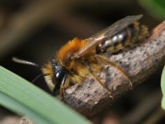 Andrena fulva